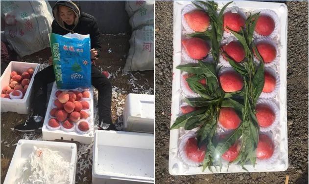 热议！卢师傅家的温室毛桃上了热搜