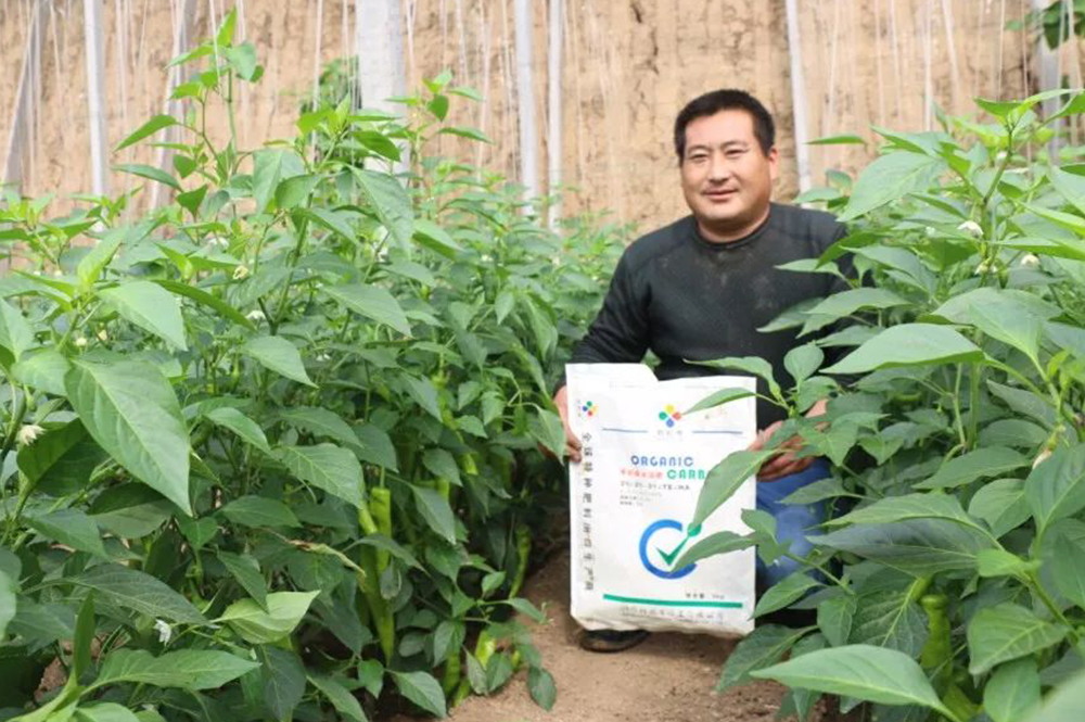 有机碳水溶肥使用效果